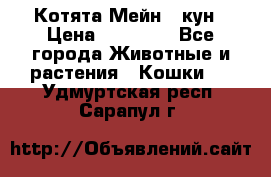 Котята Мейн - кун › Цена ­ 19 000 - Все города Животные и растения » Кошки   . Удмуртская респ.,Сарапул г.